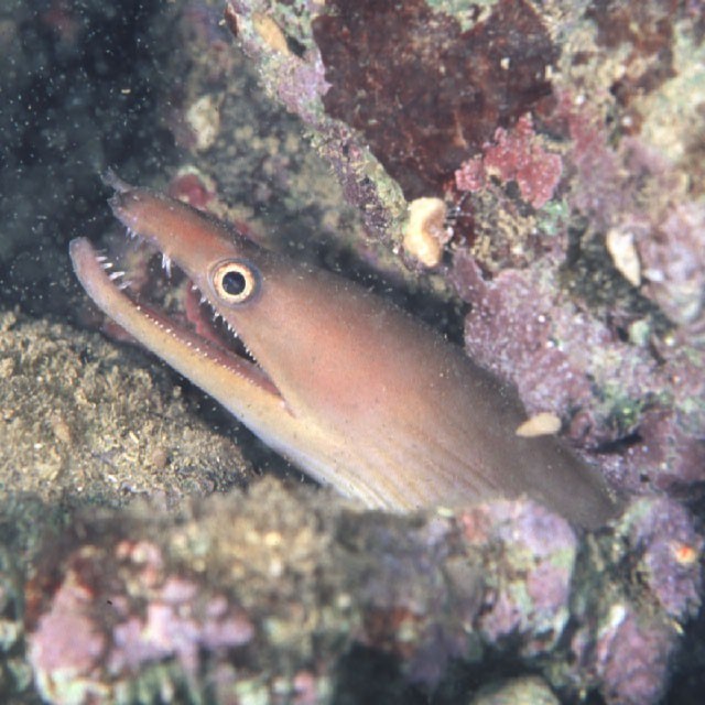 Enchelycore schismatorhynchus